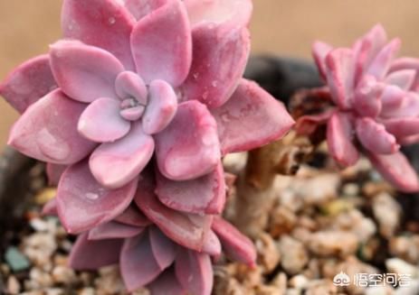 多肉植物能不能放到阳光下养为什么？