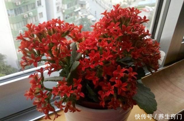 适合“懒人”养的5种花，耐阴又耐旱，扔在客厅1个月，依旧旺盛！