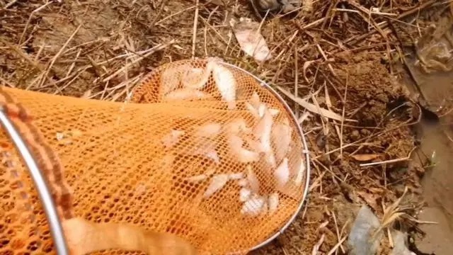 大爷|大爷用蚯蚓钓鱼二十年的配方,每次都收获满满,原来秘密在这