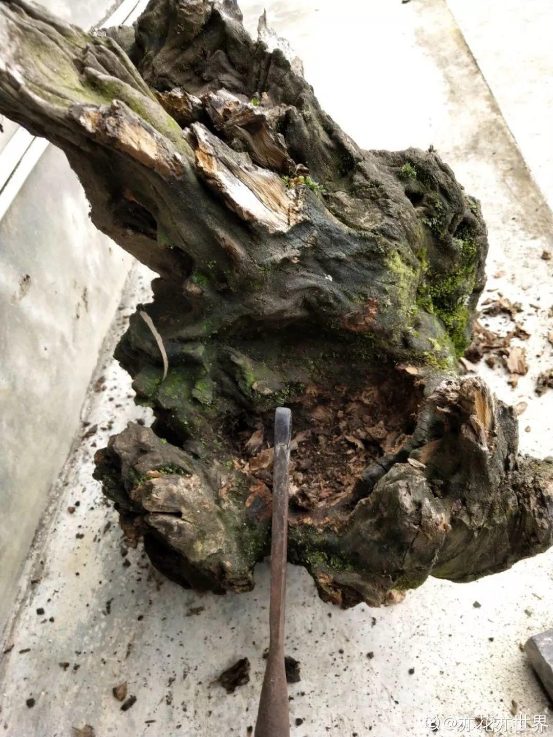 山上捡个大树桩,火烤一遍种多肉,3天服盆1年变老桩!