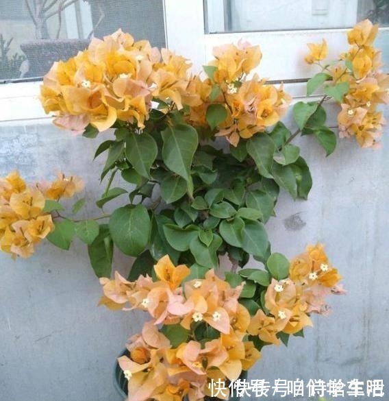 小齐|三角梅不控水依然开花爆盆,教你一个“小技巧”,开花一茬接一茬!