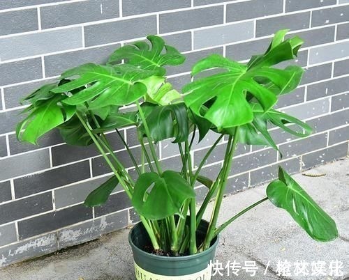 客厅再小，也要养盆它，寓意好还养眼，一盆能养许多年