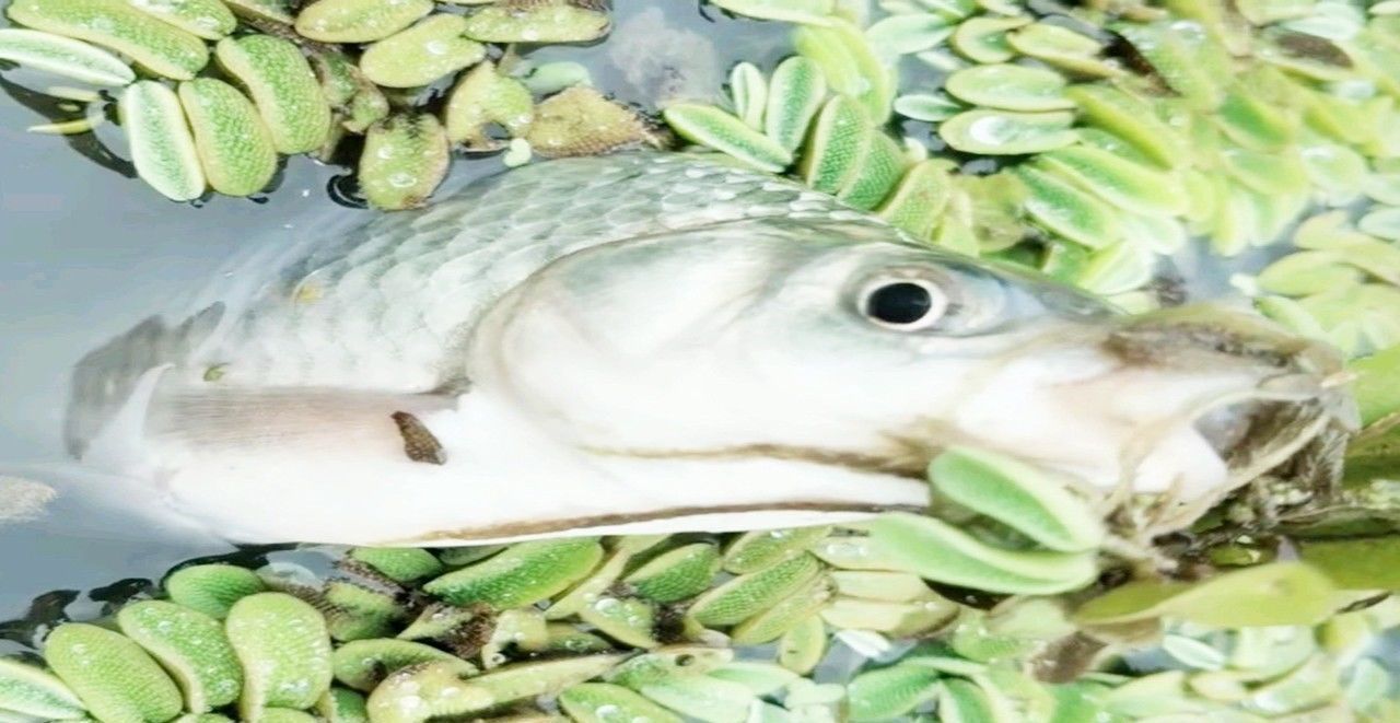 钓友|能钓多少鱼,并不是靠饵料、小药和打窝,而是由它“决定”