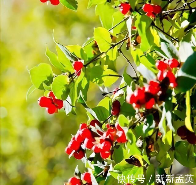 赵小源&这首红了一个时代的歌,周深翻唱对了,“殿堂的艺术”发挥到极致