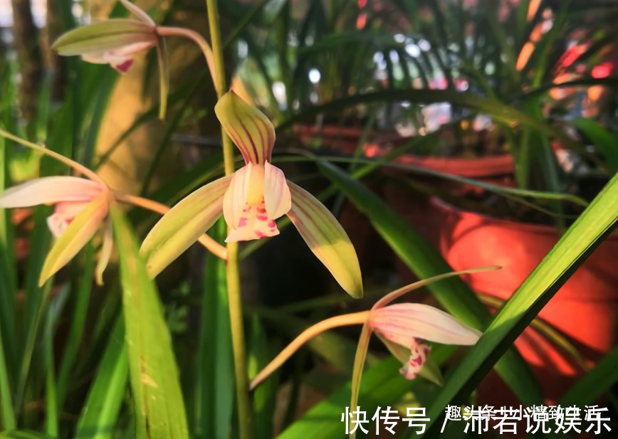 新手养兰|新手养兰,学会“3多3少”,兰花长得旺、常爆盆、开花多