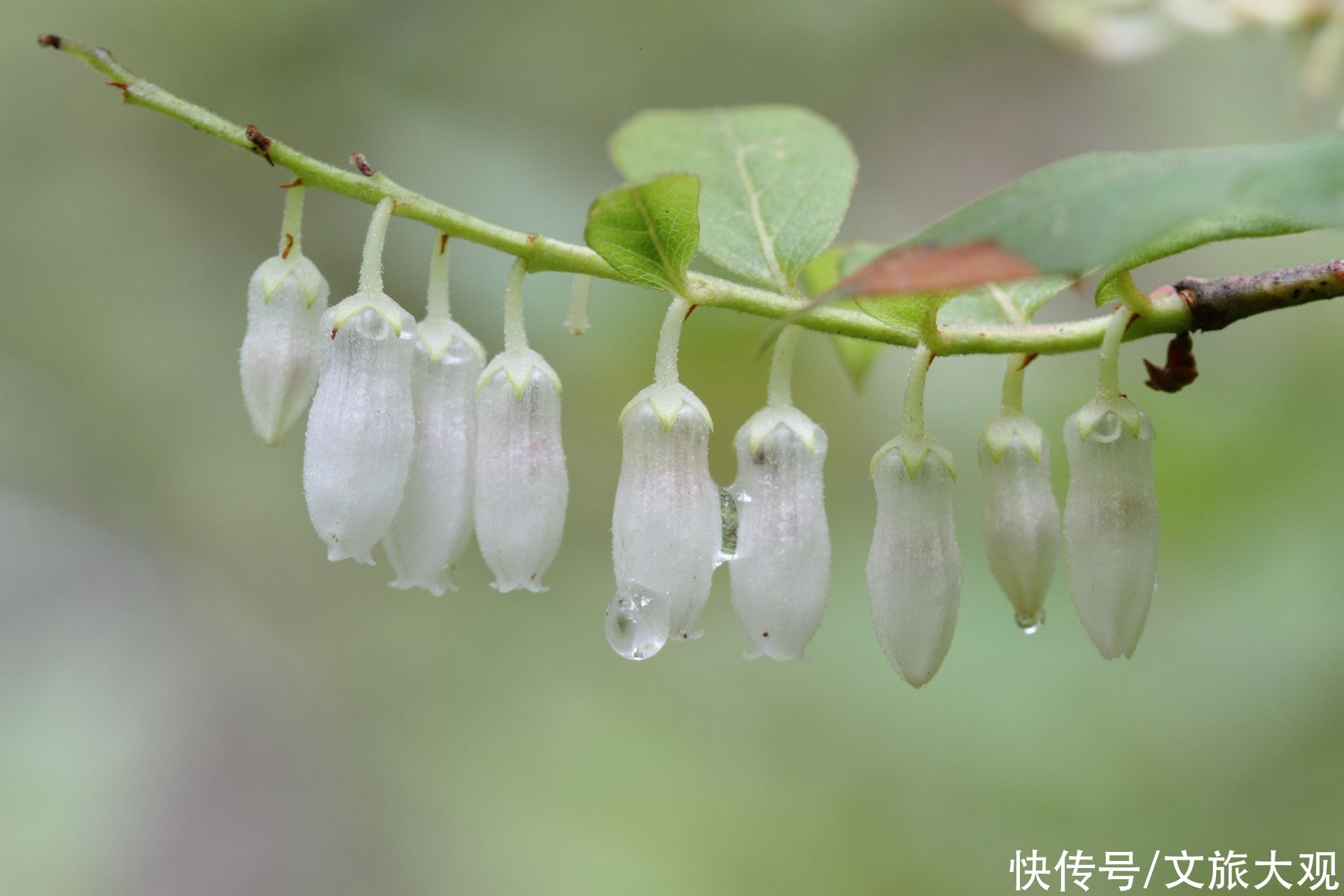 看一看丽江老君山的那些花儿