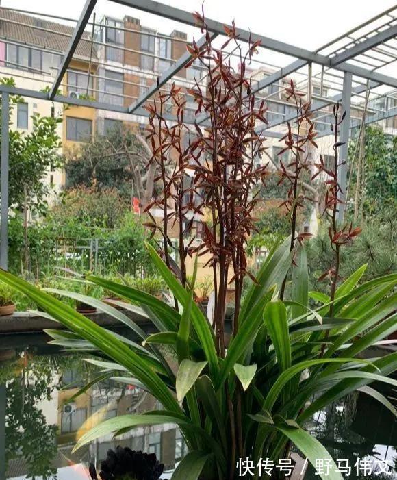 白嫩|入冬养兰有“三怕”，避开不落蕊，缀出白嫩萝卜根，绽放层叠群兰