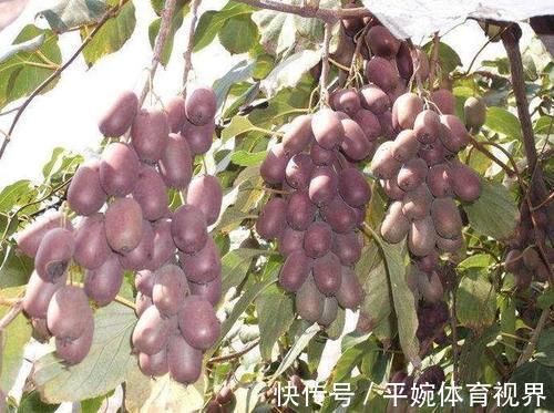 果树|家里院子别光养月季花,种上3棵果树,添子添福,还能随手摘果子