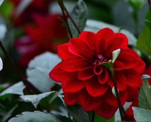 此花精致迷人，优雅红色的花朵美丽妖艳，象征着炽热的爱