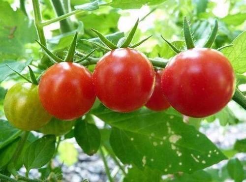 猕猴桃|脸上有斑的女士,尽量少碰2种蔬菜,常吃4种食物,或有助美白淡斑