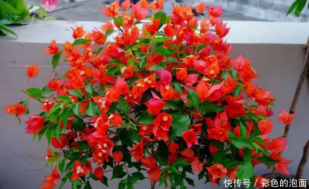 太阳花|喜欢天天晒太阳的“6种花”,越晒花越艳花越大,太好看了吧