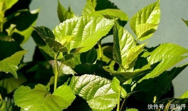 采摘|农村老人常说“霜打的桑叶是个宝”,桑叶的这些作用你知道吗