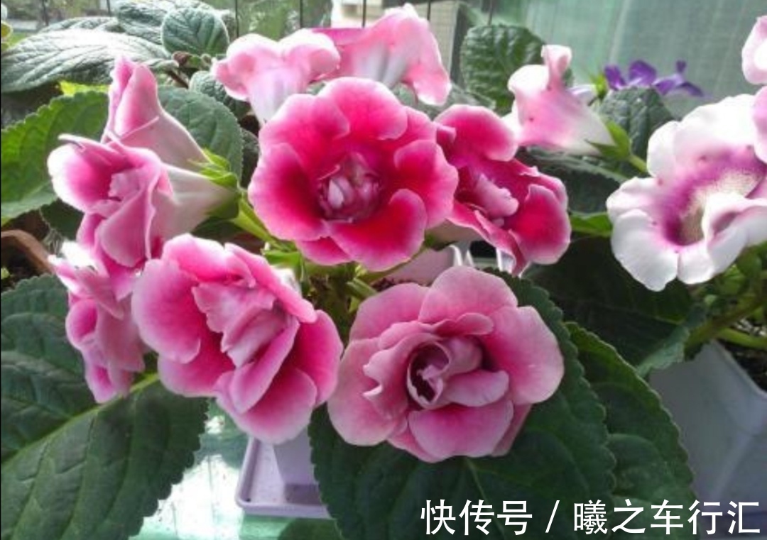 天气越来越热，6种花很怕晒太阳，赶紧给它们遮阴