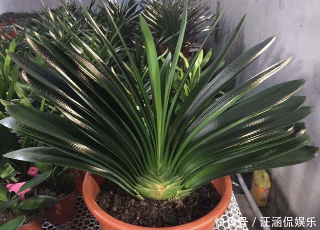 君子兰不开花,却不知道问题在哪老花匠这些地方有讲究