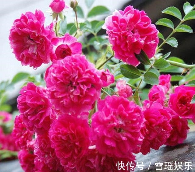 花卉|此花称“香水之花”，190天花期， 比牡丹好看，比桂花香