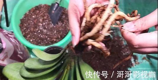 君子兰烂根别扔了，一种水泡一泡，20天满白根，长得更旺