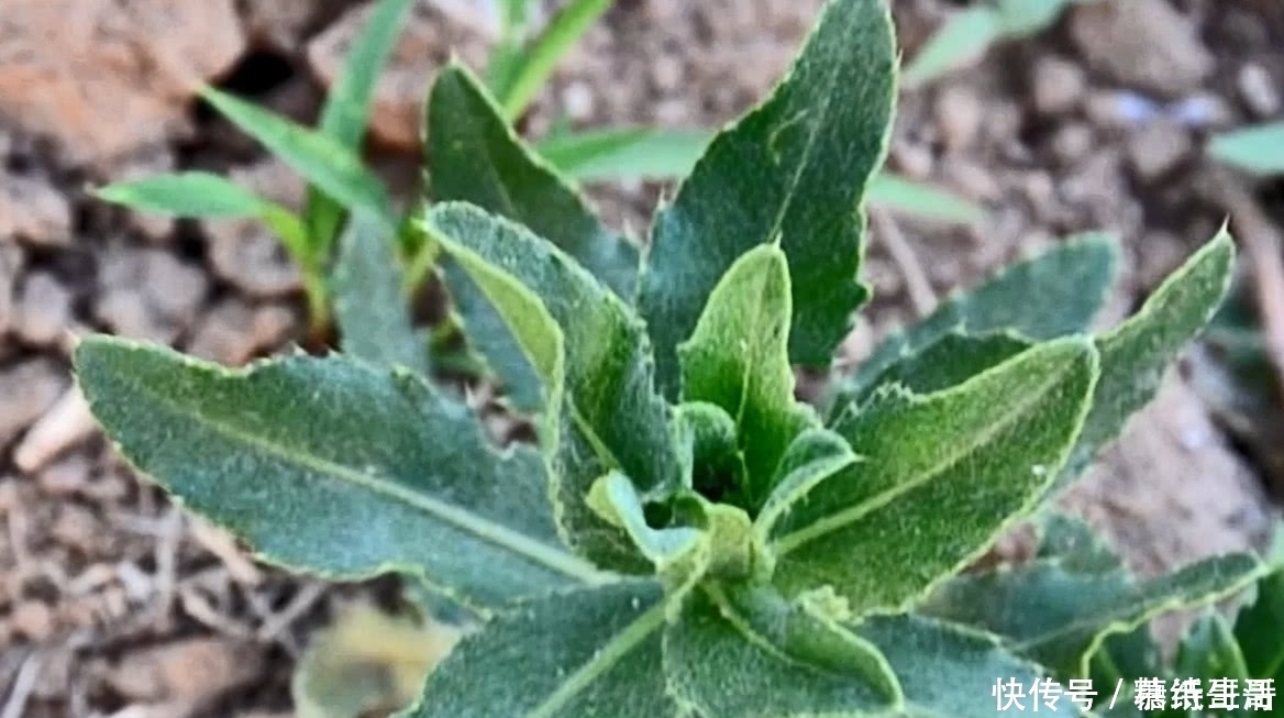 清热解毒|农村遍地都是的野草，小时候都叫不上名字，看看你认识哪几个