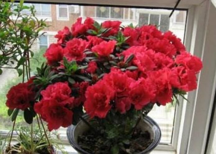 杜鹃花性|4种花自带财运,好养易活不招虫,四季开花,花色多