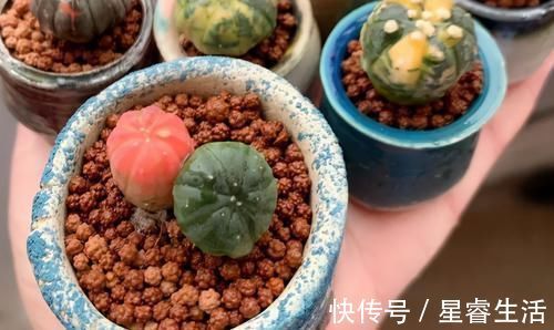 阳台上|怎么养多肉,才能与众不同,叶子水灵灵、红彤彤?