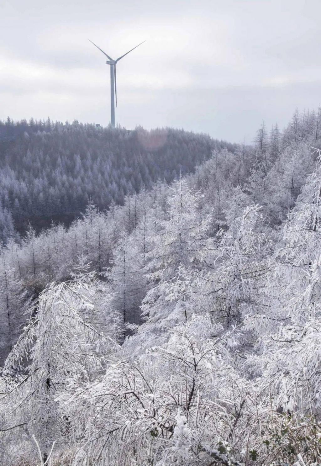 冬季|冬季到湖北来看雪