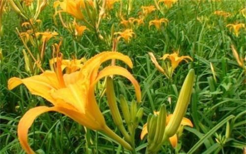 食物|女性养生,要学会坚持吃三种食物,排毒养颜、滋润肌肤