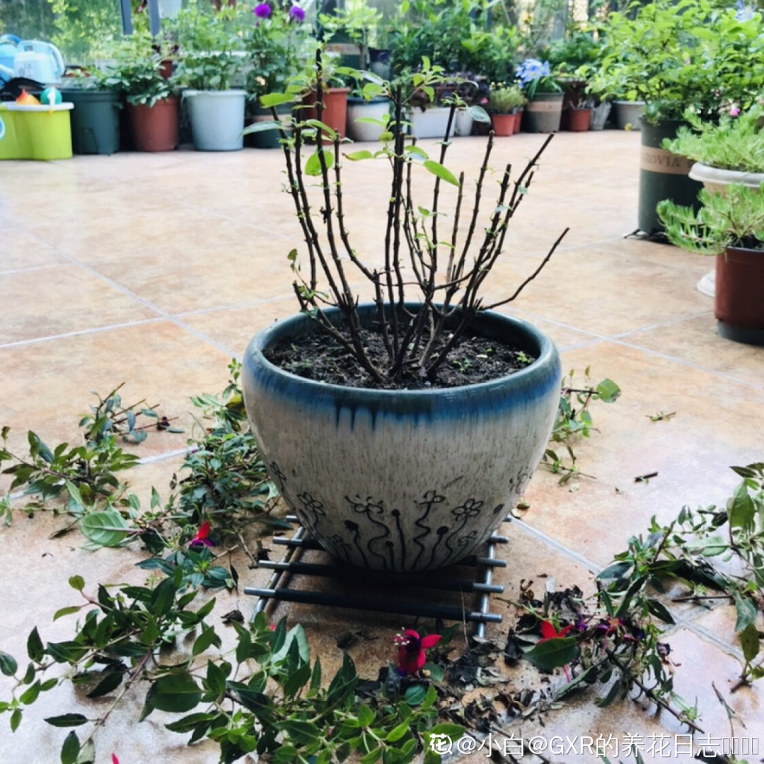 浇水|警惕秋老虎，别让你的花，度过夏天，却死在秋天