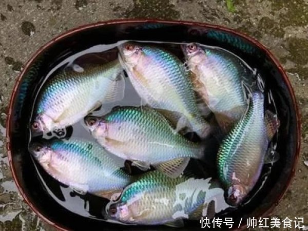 5年长不到3厘米,以前乡下用来喂鸭子,现在却很珍贵,5元一条