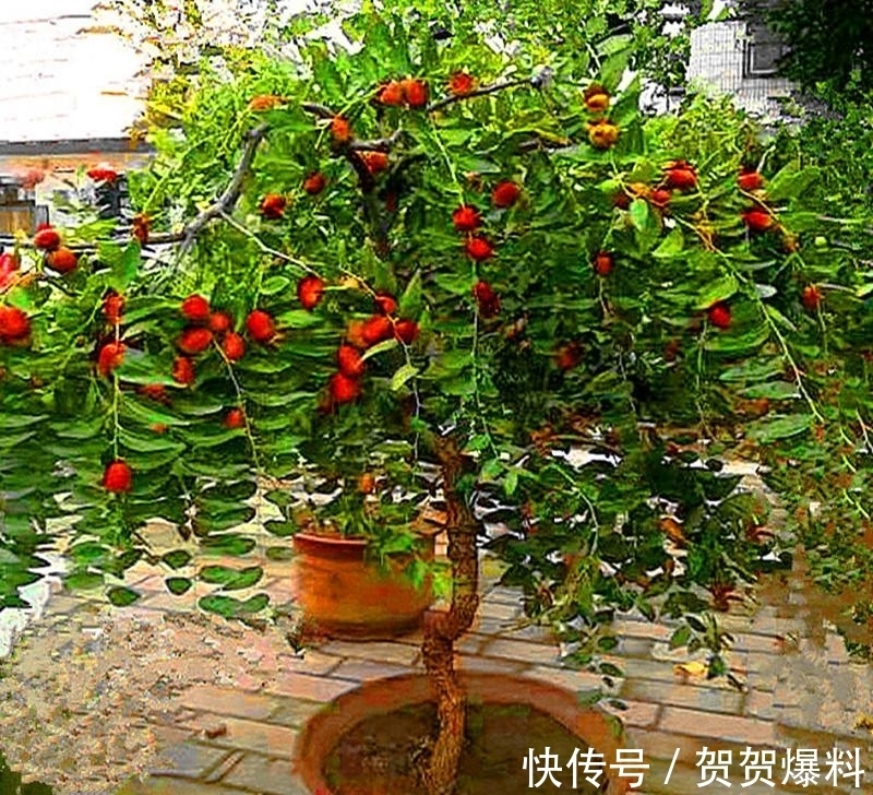 家有五树,儿孙都富!有院子建议栽5种树,看花,收果,寓意吉利