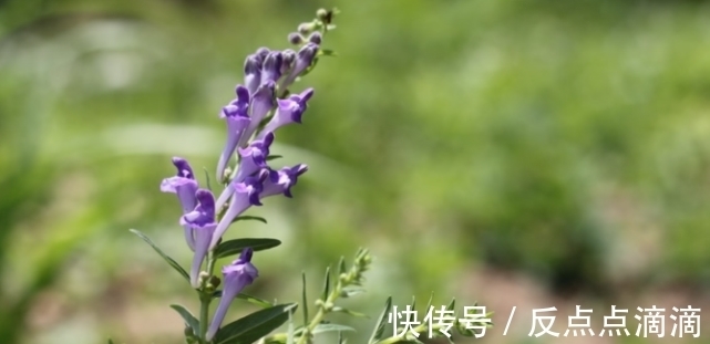 想要日子越过越火,春节后养“旺福”的宝贝花,一年旺气不请自来