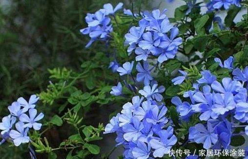 季刊花卉,开花幽香暗淡,花型圆滚惹人爱,入手不亏