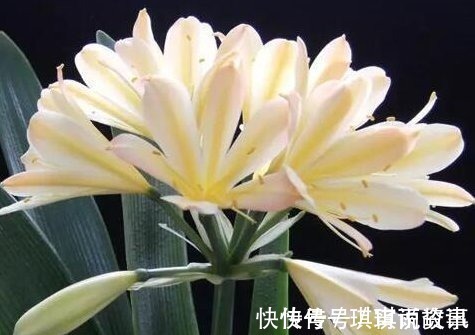 光照|养君子兰的小妙招,年年开花爆盆,叶子整齐不倾斜,全年开花不断