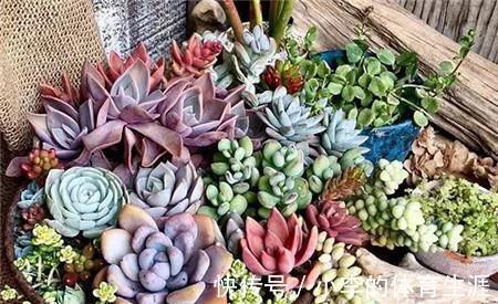 养多肉,盆栽不忽略这4点,茎叶就会发蔫、养不肥