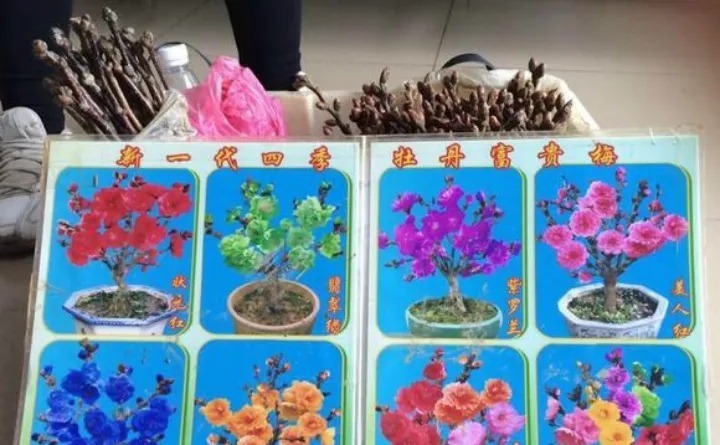 花骗子最爱卖的5种花,养花小白要记住,擦亮眼睛不上当