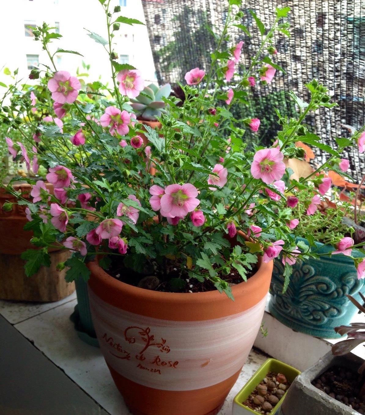 窗台|好养的3种开花机器,小阳台小露台小花园都可以养,越开花越多