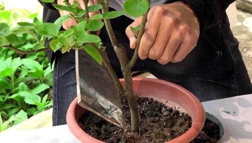 雨天三角梅如何控水，花后怎么做才能快速复花，分享我的方法