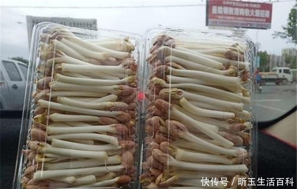 种植|酷似豆芽菜,种植7天可上市,一斤6元热销,种的人还不多