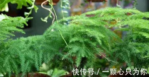 家里的文竹此样做,1盆轻松变10盆,枝叶繁茂观赏性高