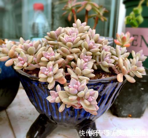 大妈|隔壁大妈养了2年的姬秋丽，颜色粉嫩爆满盆，内附详细养护技巧