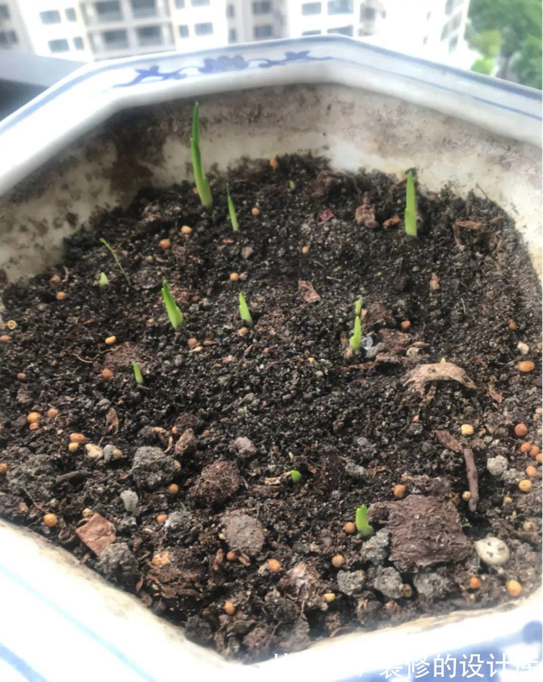 芦荟|8种花像“老母猪”，种一棵，生一窝，多得没地方养