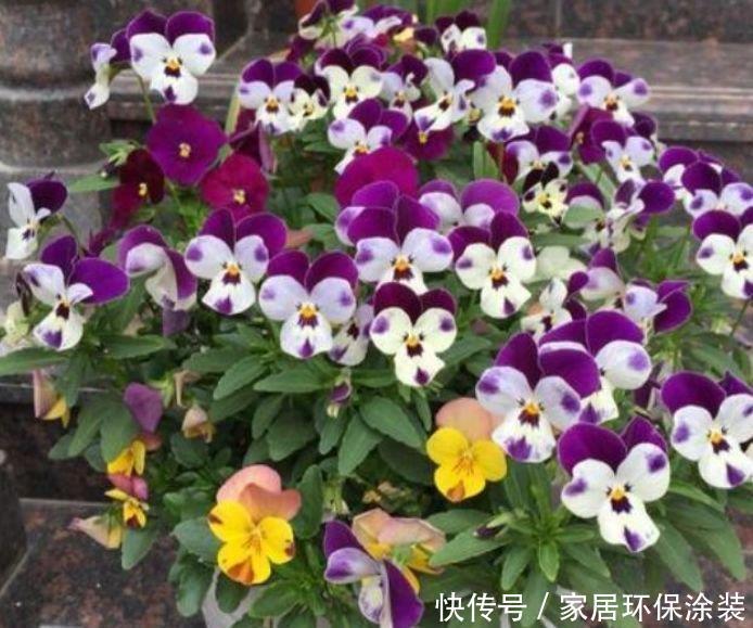 家里必养此款花卉,耐寒易打理,花美色艳,养在阳台极美了