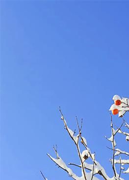 立冬|醉看墨花月白，恍疑雪满前村