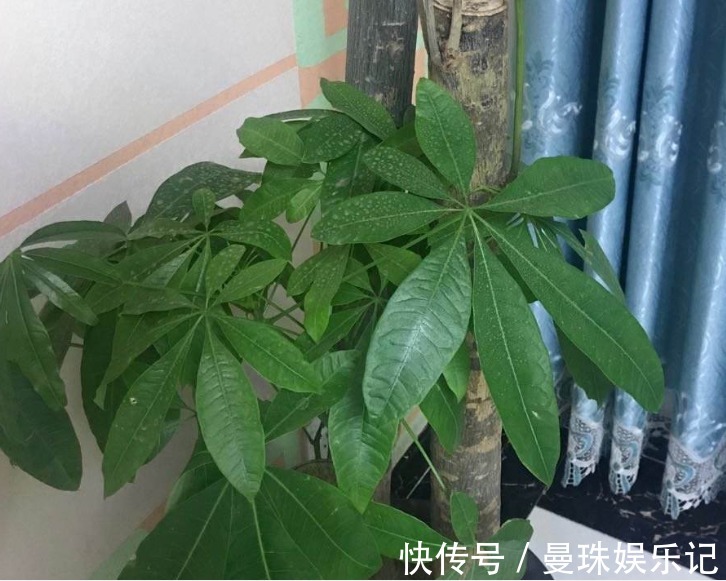 盆里埋2粒黄豆,叶子绿得能滴油,半年不用施肥!