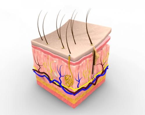 头发是从发根长，还是从发梢长？头发掉了，还会长出来吗？