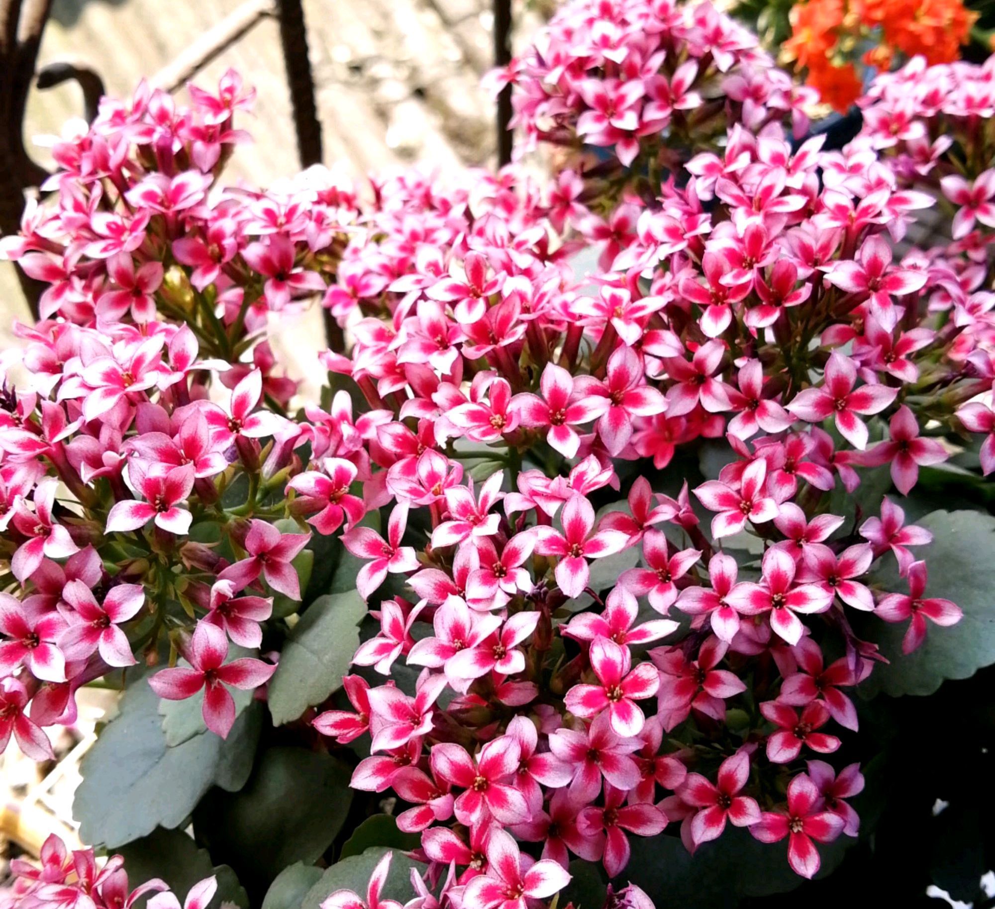 秋季养长寿花，做到这些，枝繁叶茂开花爆盆很简单