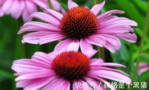 夹竹桃|客厅养这些“幸运花”,寓意好易打理,开花繁盛惹人爱,赞