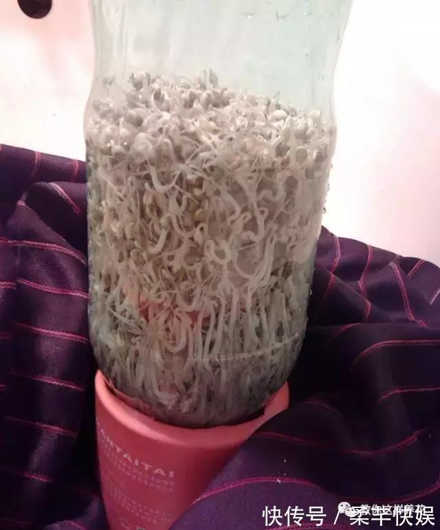 塑料瓶别扔了，用来养花真是神器！可别浪费了！