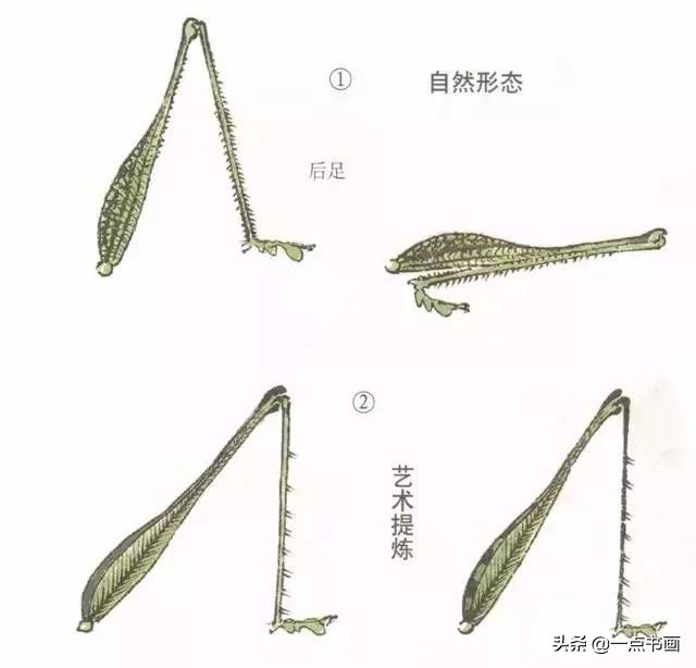 蝈蝈@国画教程——蝈蝈的画法