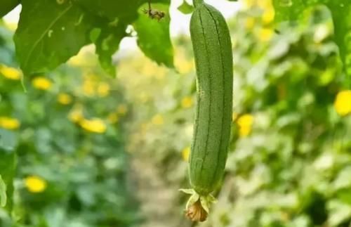 含有|夏天湿气重,3种食物换着吃,能美白祛斑,减少皱纹,早吃早好