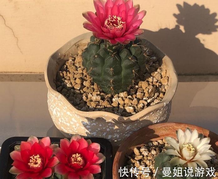 霸气“旱养花”就选这1种，家里养一盆，子子孙孙，越养越多