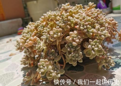 紫米粒|最爱爆盆的5种多肉，不用1个月就溢出花盆